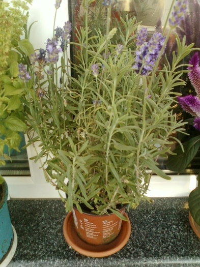 lavanda "blue scent"