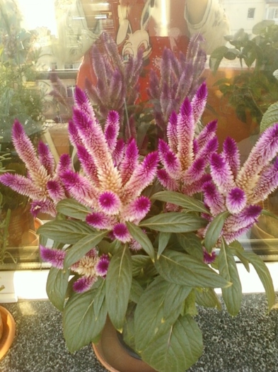 19 august 2012-flori 038