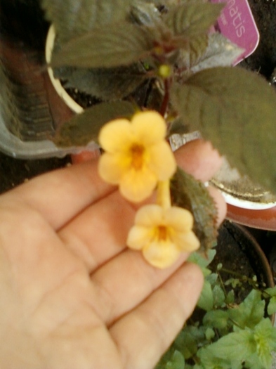 achi yellow beauty