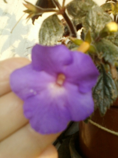 19 august 2012-flori 043