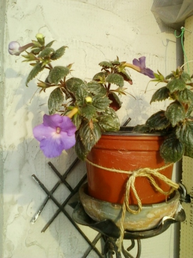 19 august 2012-flori 047