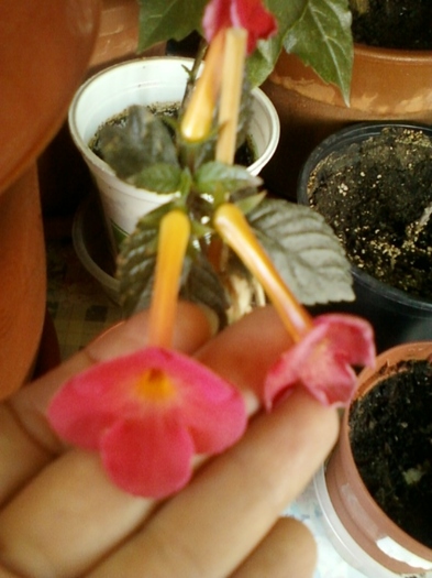 19 august 2012-flori 044