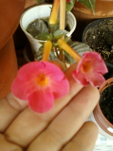 19 august 2012-flori 048