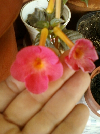 achi orange delight