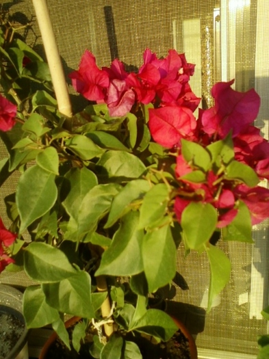 19 august 2012-flori 023