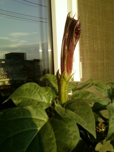 19 august 2012-flori 025 - brugmansia si datura