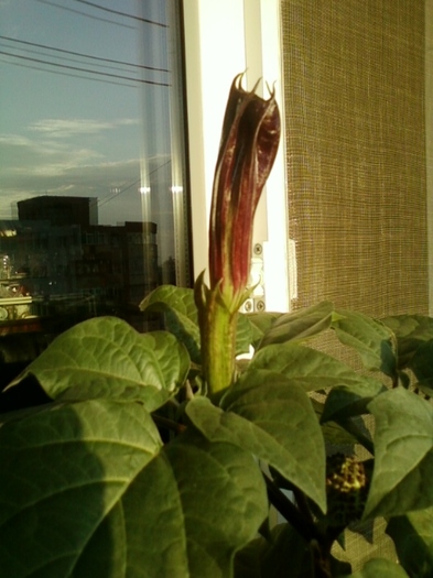 datura mov - brugmansia si datura