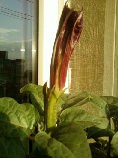 19 august 2012-flori 027 - brugmansia si datura