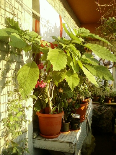 brugmansia galbena-norela :) - brugmansia si datura