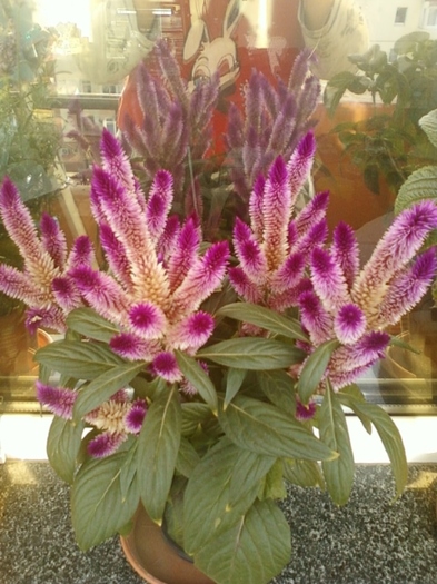 19 august 2012-flori 033 - celosia caracas