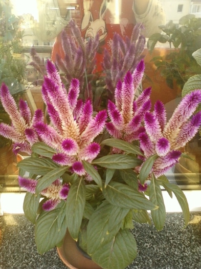 19 august 2012-flori 036 - celosia caracas