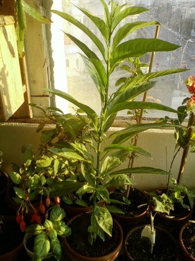 19 august 2012-flori 013 - cestrum nocturnum