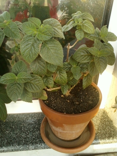 19 august 2012-flori 037 - lantana camara