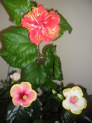 Hibiscus grup