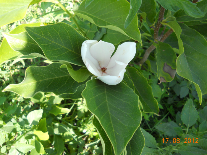 DSCN4169 - magnolii