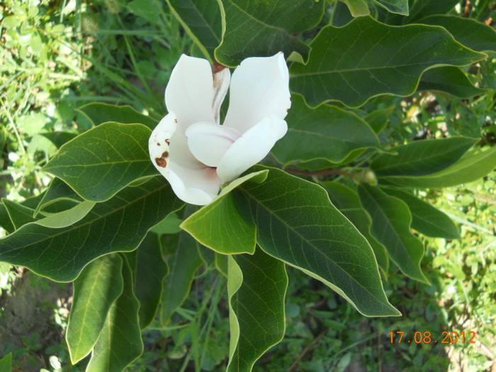 DSCN4172 - magnolii