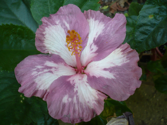 P1170428 - HIBISCUSI 2012-5