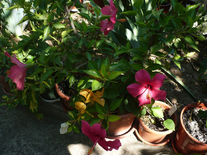 P1170440 - HIBISCUSI 2012-5