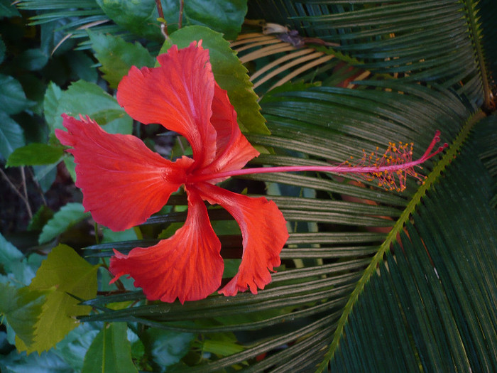 19.08.2012 - Rouge tropique
