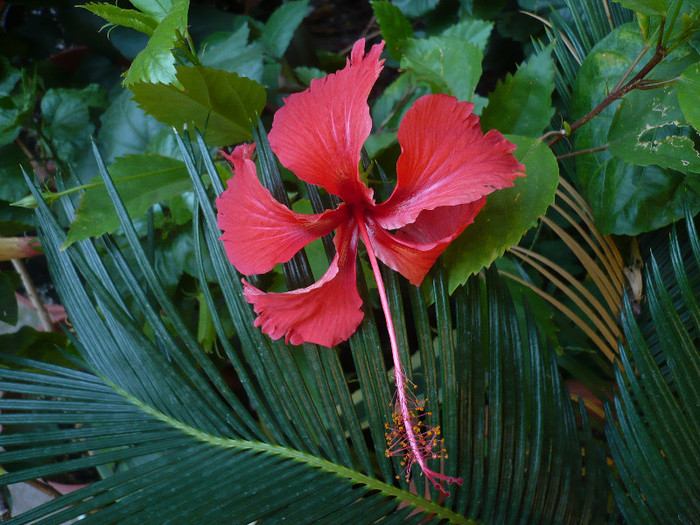 P1170411 - Rouge tropique