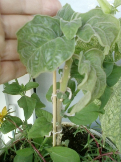 brugmansia sanguinea(rosie)