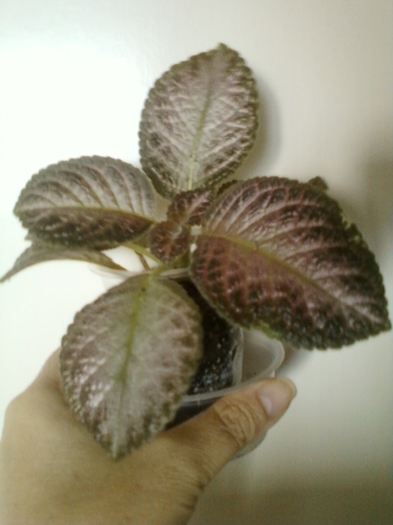 19 august 2012-flori 076 - episcia