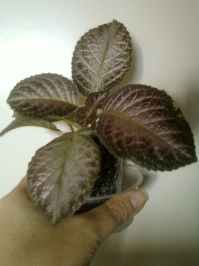 19 august 2012-flori 077 - episcia