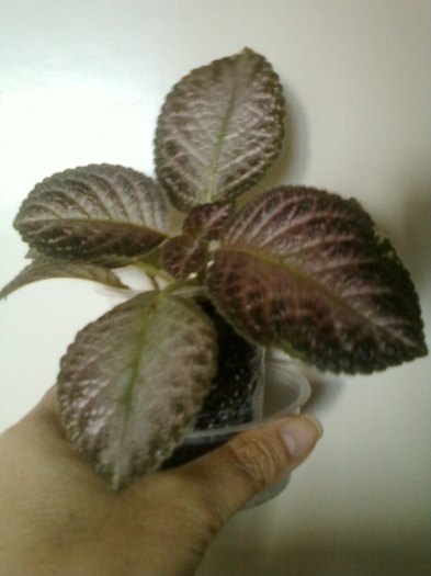 19 august 2012-flori 078 - episcia