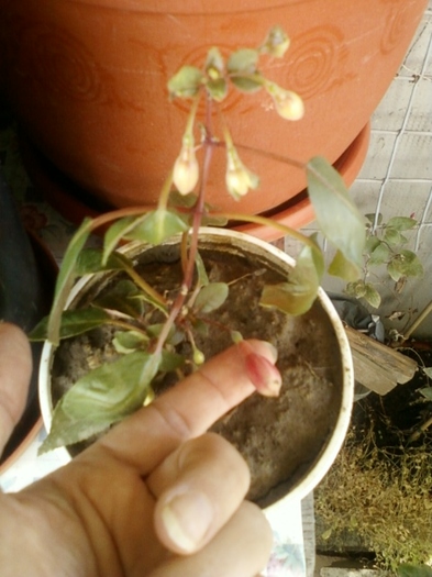 19 august 2012-flori 054 - fuchsia