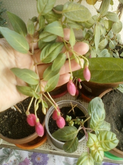 fuchsia rosu cu mov - fuchsia