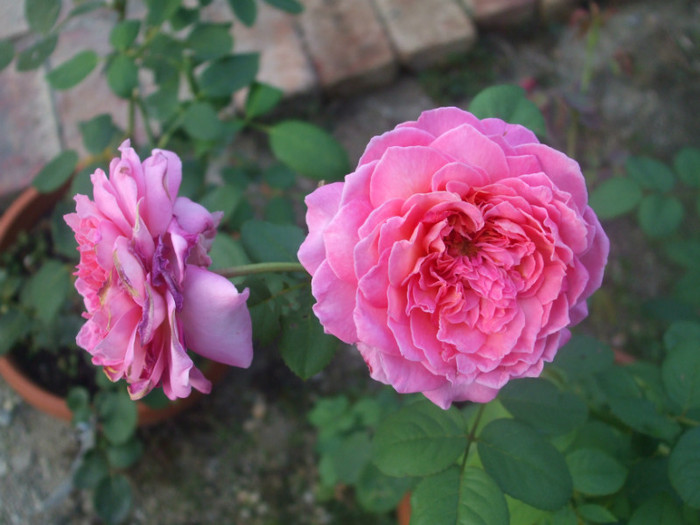 Florajet