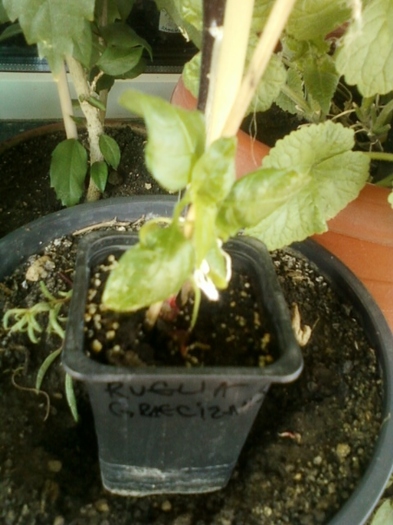 19 august 2012-flori 058 - ruellia graecizans