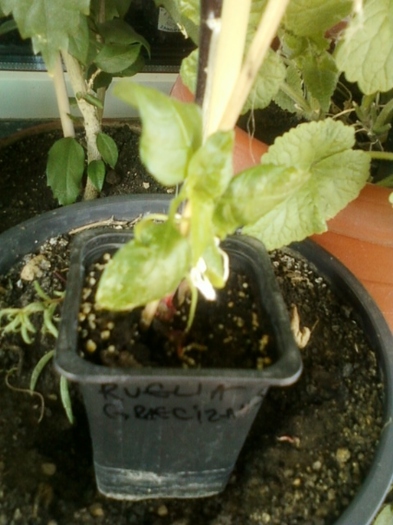 19 august 2012-flori 060 - ruellia graecizans