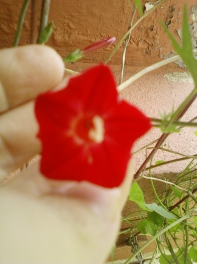 19 august 2012-flori 049