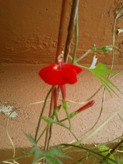 19 august 2012-flori 051