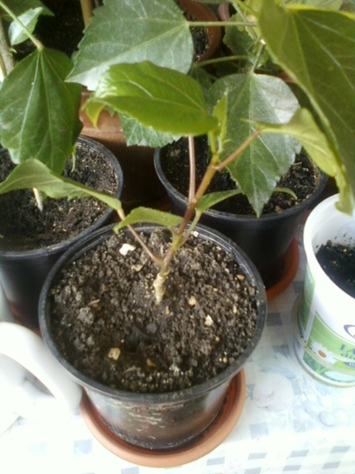 19 august 2012-flori 061 - hibiscus