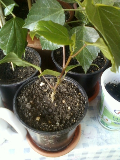 hibi alb cu ochi negru - hibiscus