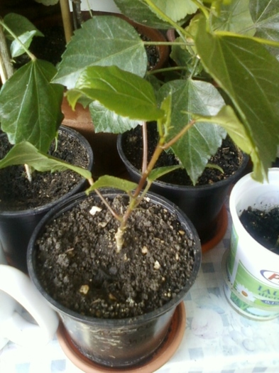19 august 2012-flori 063 - hibiscus
