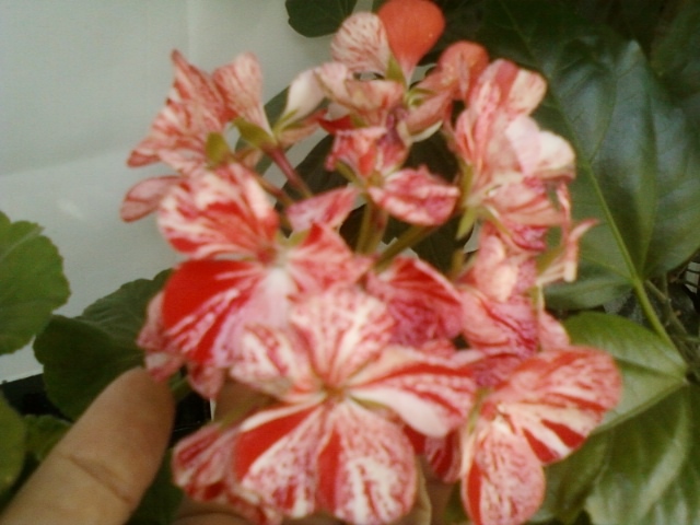 muscata pestrita - muscate