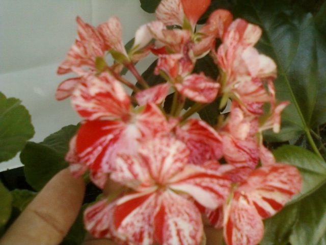 19 august 2012-flori 069 - muscate