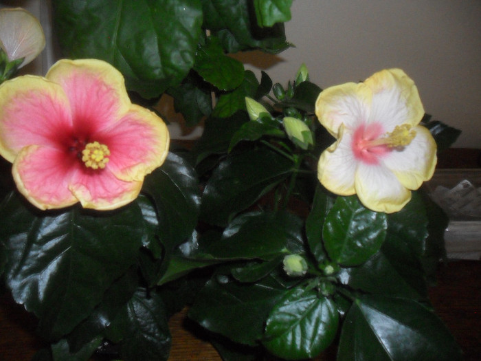 Hibiscus Oberon + Amanda Dubin