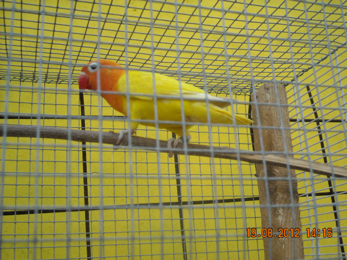 DSCN0011 - Agapornisii mei