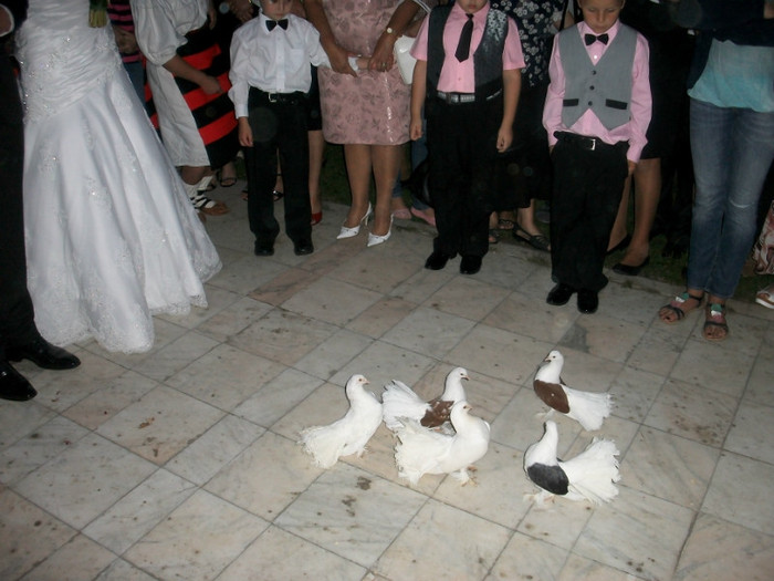 ALIM9001 - LANSARI PORUMBEI ALBI NUNTI SIGHETU MARMATIEI 2012