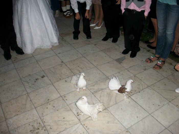 ALIM9003 - LANSARI PORUMBEI ALBI NUNTI SIGHETU MARMATIEI 2012