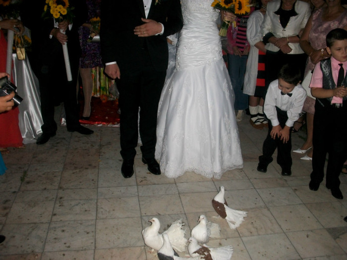 ALIM9004 - LANSARI PORUMBEI ALBI NUNTI SIGHETU MARMATIEI 2012