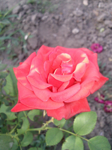 baccara
