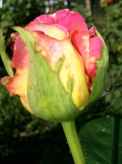 kronembourg