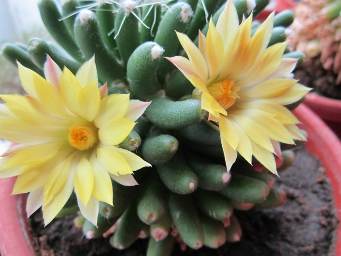 Mammillaria longimamma