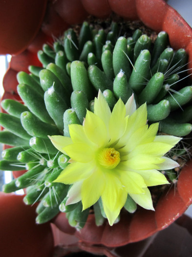 Mammillaria longimamma