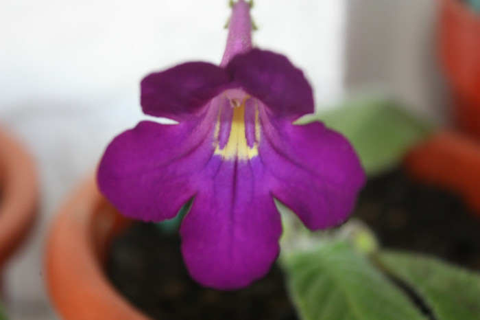 IMG_5671 - Gloxinii si strepto